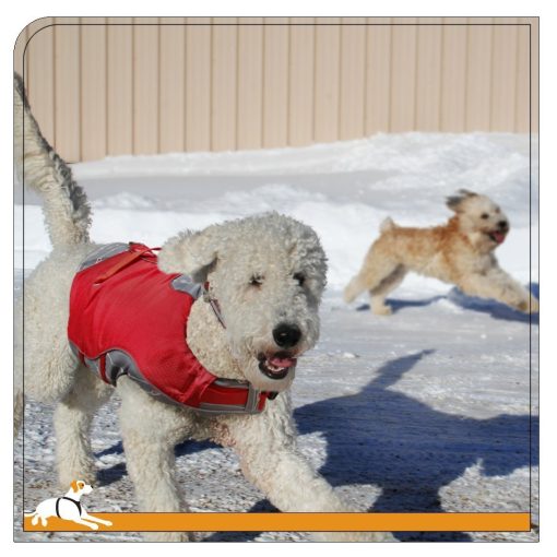 Kurgo Atomic Drop Dog Life Jacket 2
