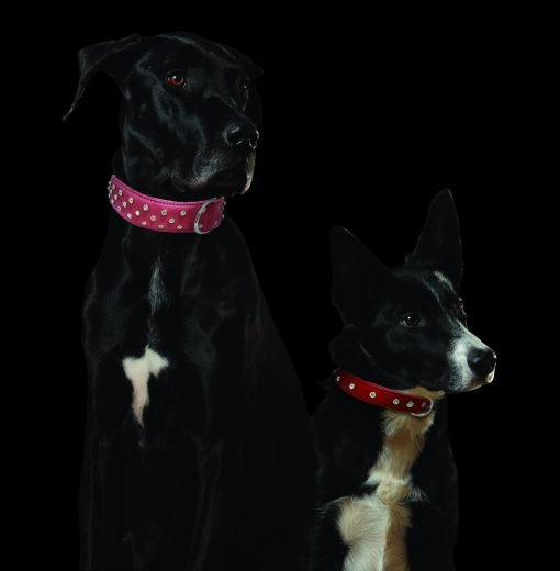 Rhinestones Bling Leather Dog Collar, Padded, Double-Ply, Riveted Settings, Purple 3