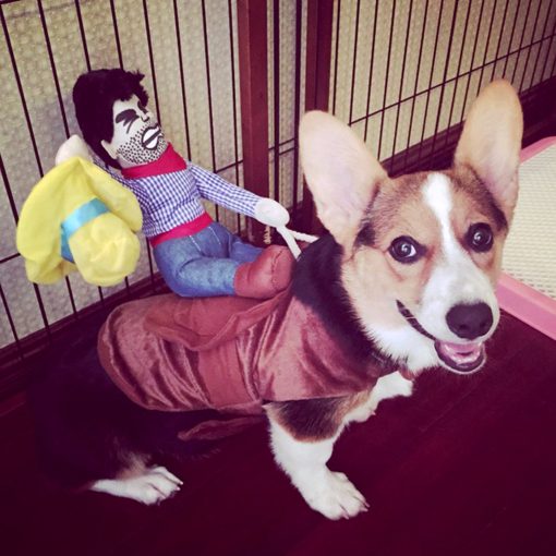 Alfie Pet Apparel by Petoga Couture - Tony the Cowboy for Party Halloween Special Events Costume 6