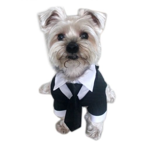 Alfie Pet by Petoga Couture - Oscar Formal Tuxedo with Black Tie and Red Bow Tie 3