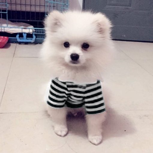 Alfie Pet by Petoga Couture - Jesse Striped Polo Shirt 2