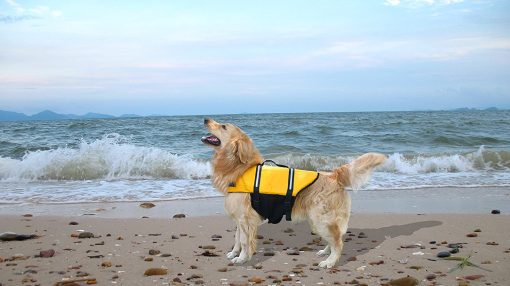 Designer Dog Life Jacket Pet Saver Vest Coat Floation Float Ait Buoyancy 5