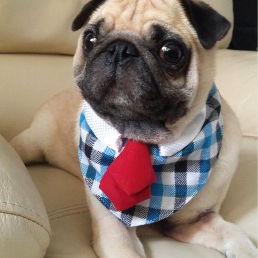 Alfie Pet by Petoga Couture - Morgan Bandana for Dogs and Cats 2