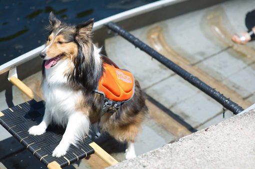 Outward Hound Dawson Dog Life Jacket 5