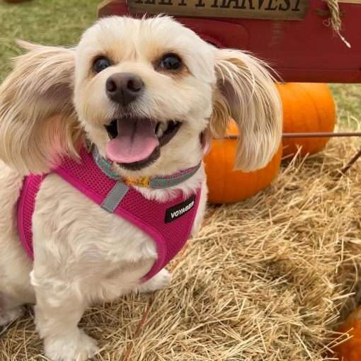 Best Pet Supplies Voyager Step-in Air Dog Harness - All Weather Mesh, Reflective, No Pull Harness for Small, Medium Dogs, Cats - Secure with Hook & Loop Fastener, Buckle, Double D-Rings - 7