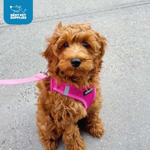 Best Pet Supplies Voyager Step-in Air Dog Harness - All Weather Mesh, Reflective, No Pull Harness for Small, Medium Dogs, Cats - Secure with Hook & Loop Fastener, Buckle, Double D-Rings - 8