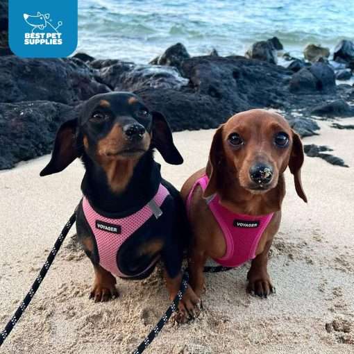 Best Pet Supplies Voyager Step-in Air Dog Harness - All Weather Mesh, Reflective, No Pull Harness for Small, Medium Dogs, Cats - Secure with Hook & Loop Fastener, Buckle, Double D-Rings - 9