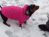 Dog Hoodies Hoody Custom Personalized Monogrammed Gifts Pets Puppies Hot Pink - 4