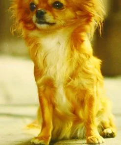 Chihuahua 2015 Wall Calendar