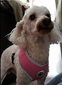 Reflective Mesh Soft Dog Harness Safe Harness No Pull Walking Warm Pet Harnesses for Dogs - 3