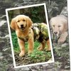 Urban Dog Wear Military Overall - 1