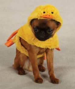 Zack & Zoey Quackers Duck Pet Costume - Yellow - 1