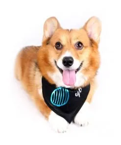 Happy Puppy Designer Dog Accessory - Venetian-Blind Sunglasses Bandana - Color: Black, Size: M-1