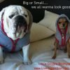 Dog Hoodie Sweatshirt Jacket, GRAY Small - 2