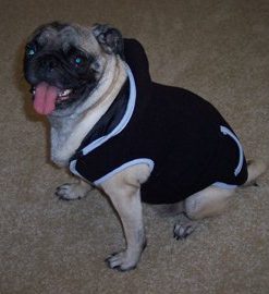 Dog Hoodie Sweatshirt Jacket, Black XS - 3