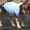 Dog Hoodie Sweatshirt Jacket, BLUE Small - 6