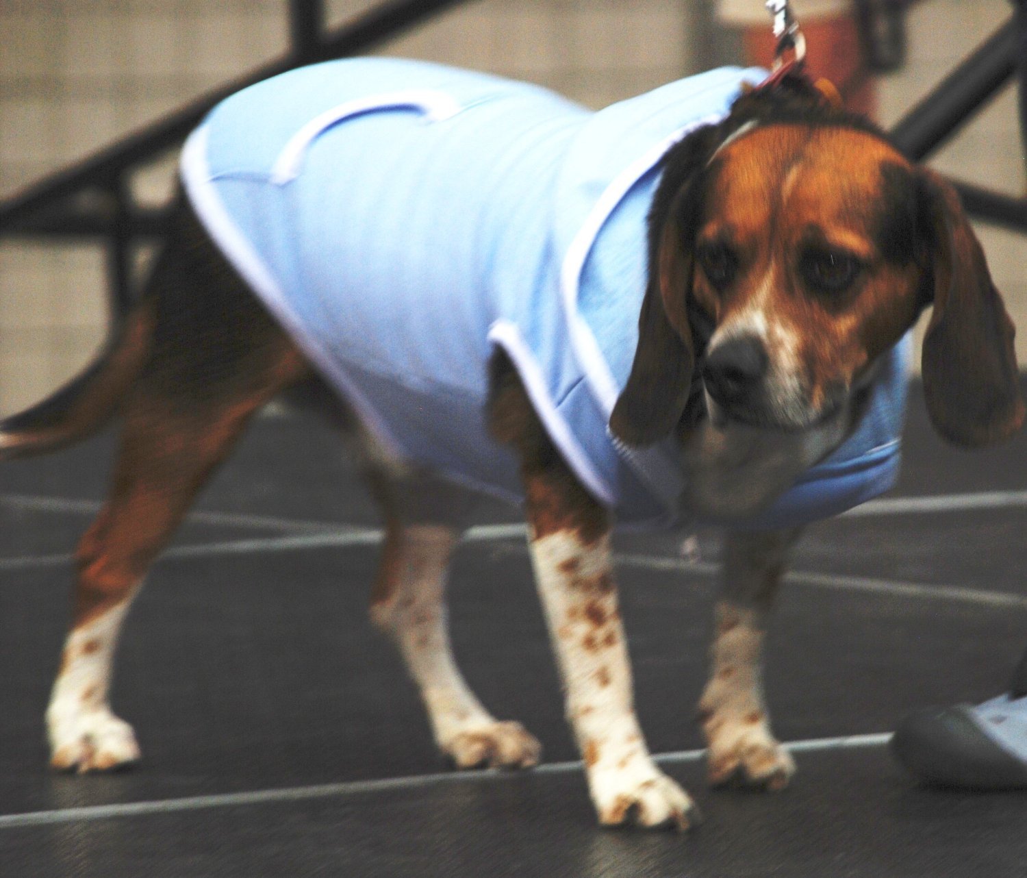 Dog Hoodie Sweatshirt Jacket, BLUE Small - 6