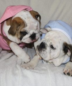 Dog Hoodie Sweatshirt Jacket, BLUE Small - 2