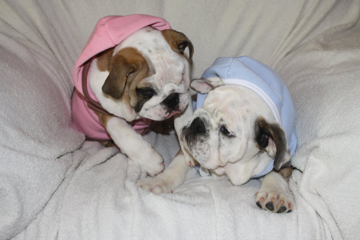 Dog Hoodie Sweatshirt Jacket, BLUE Small - 2