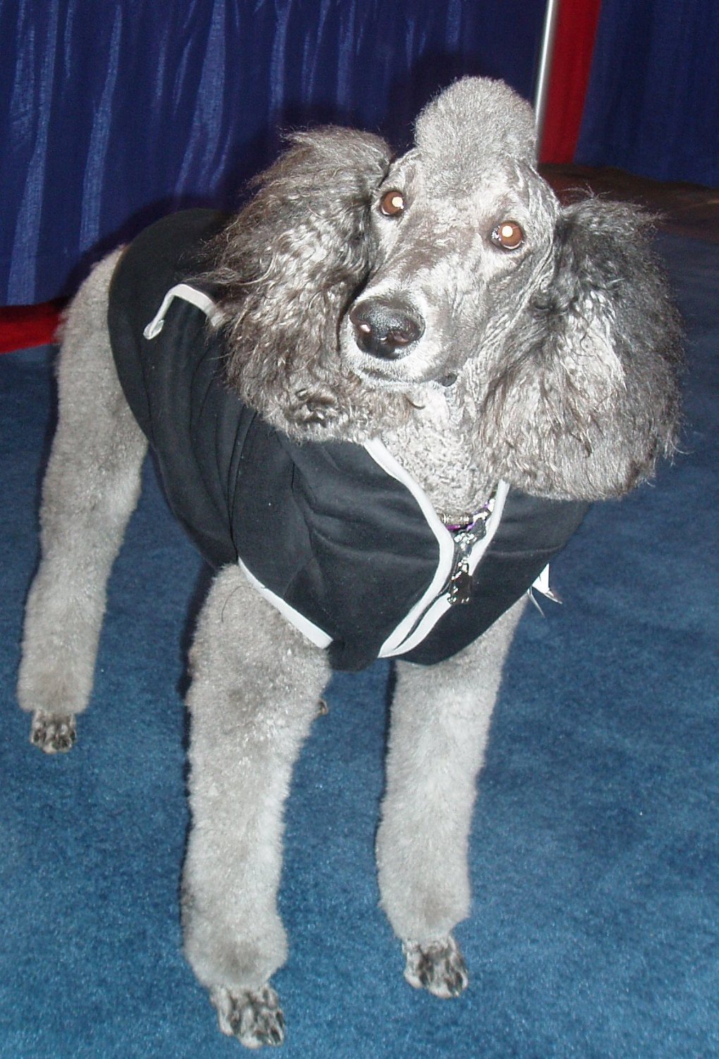 Dog Hoodie Sweatshirt Jacket, Black XS - 9