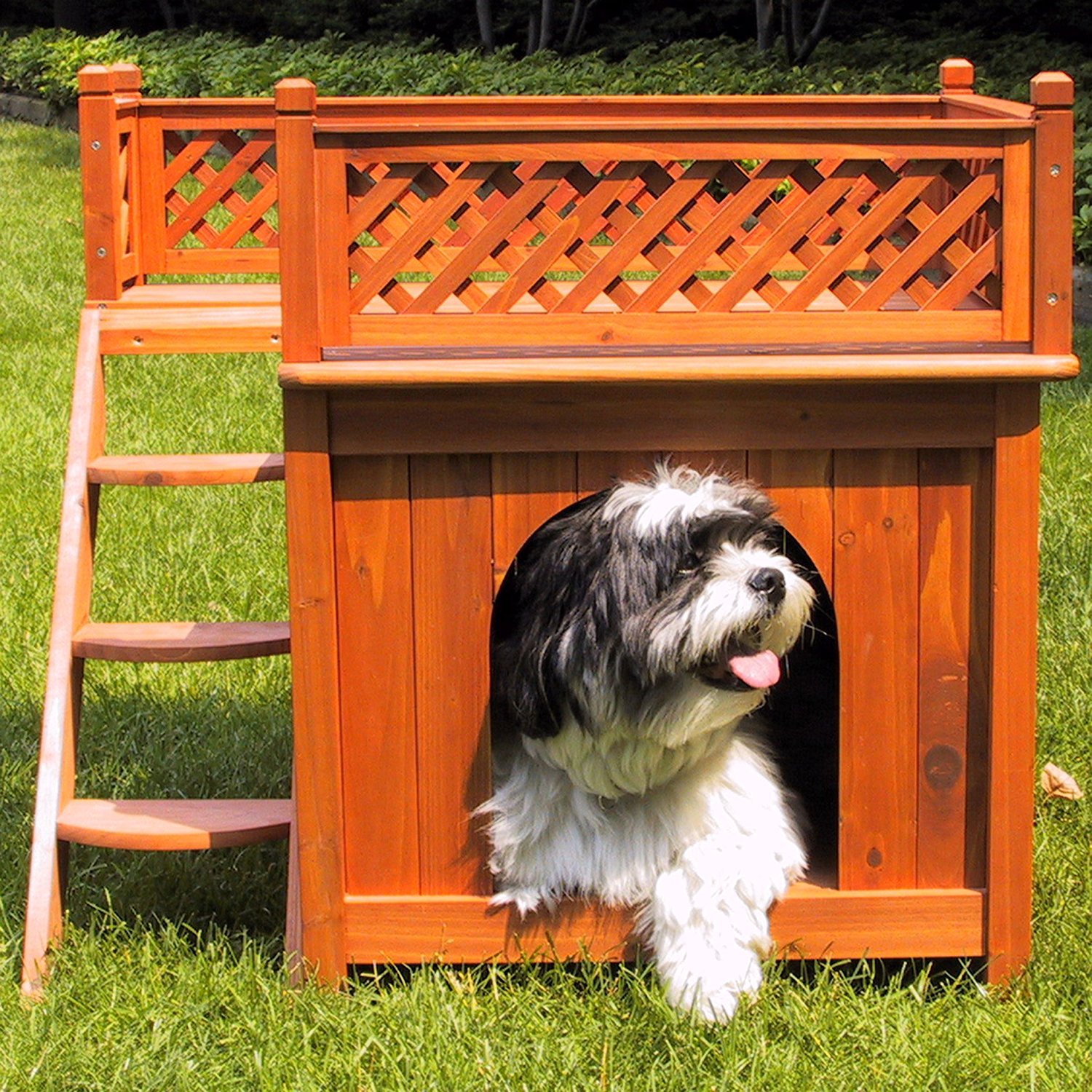 Dog House - Room with a View 4