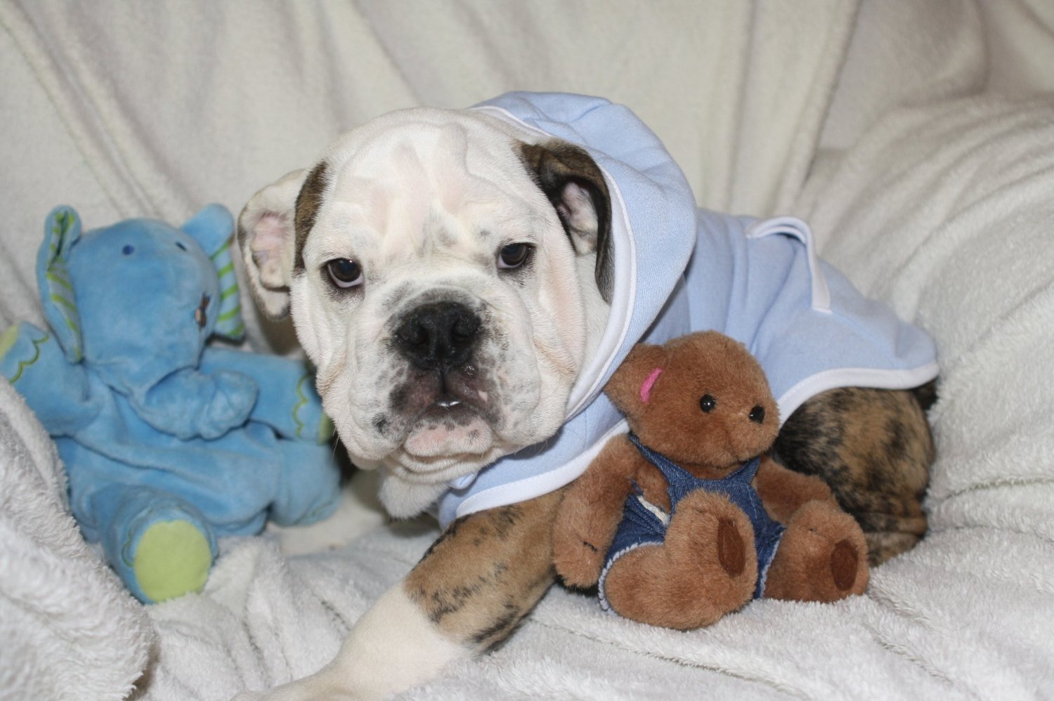 Dog Hoodie Sweatshirt Jacket, BLUE XS - 1