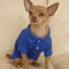 Zack & Zoey Pet Polo Shirt Shirt - Nautical Blue - 3