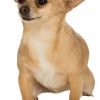Rubies Mens Pet Cowboy Hat - 1