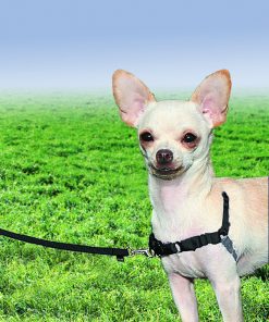 Easy Walk Harness 3