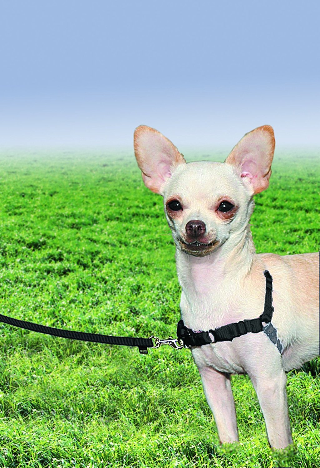 Easy Walk Harness 3