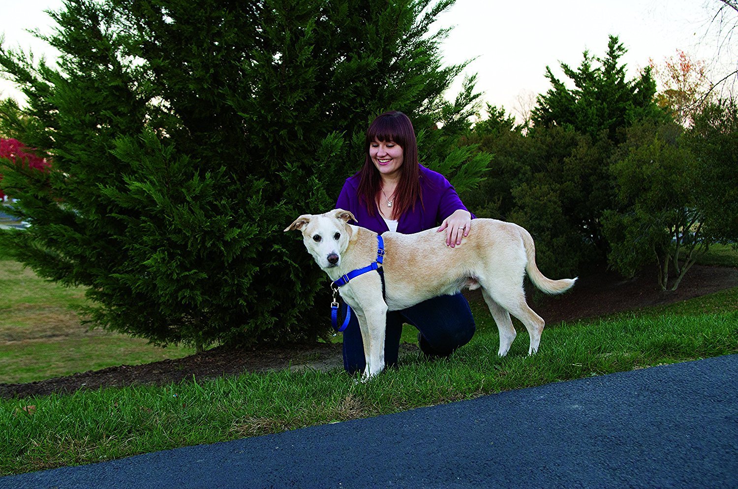 Easy Walk Harness 7