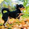 Magnet & Steel Chihuahua Traditional Wall Calendar