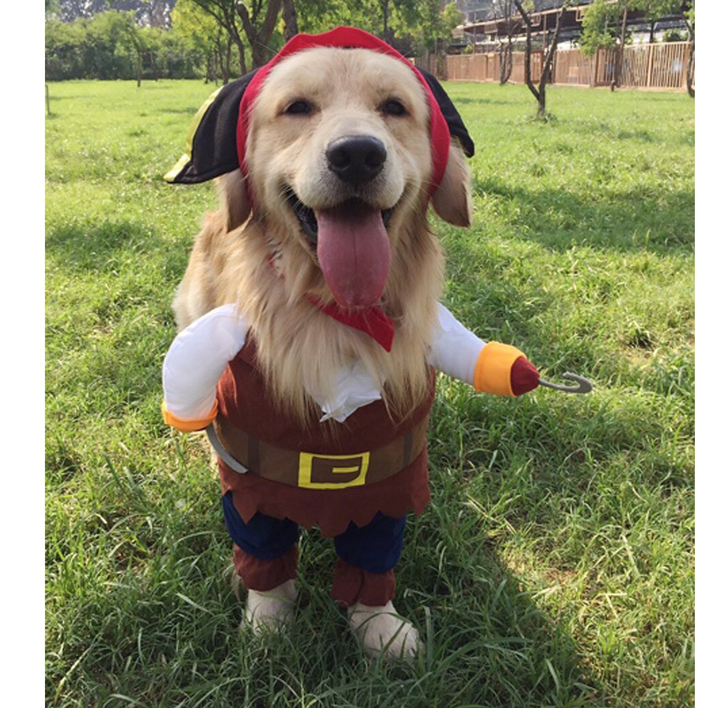 Alfie Pet Apparel by Petoga Couture - Jack the Pirate for Party Halloween Special Events Costume 6