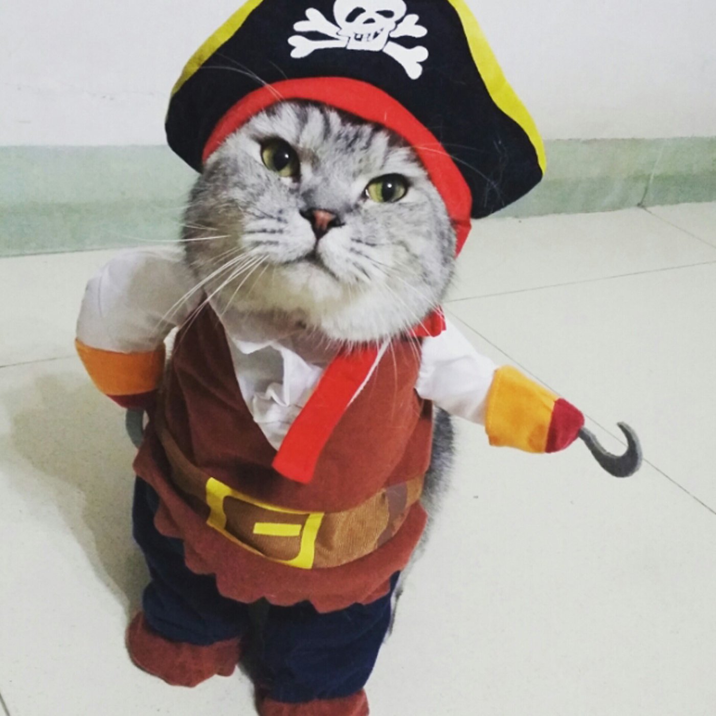 Alfie Pet Apparel by Petoga Couture - Jack the Pirate for Party Halloween Special Events Costume 9