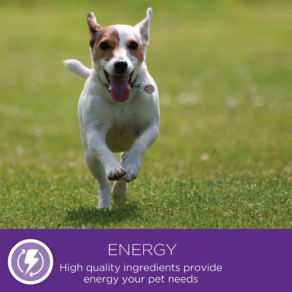 Wellness Small Breed Complete Health Turkey & Peas Senior Dog Food 10