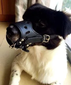 Alfie Pet by Petoga Couture - Brook Adjustable Synthetic Leather Basket Muzzle 2