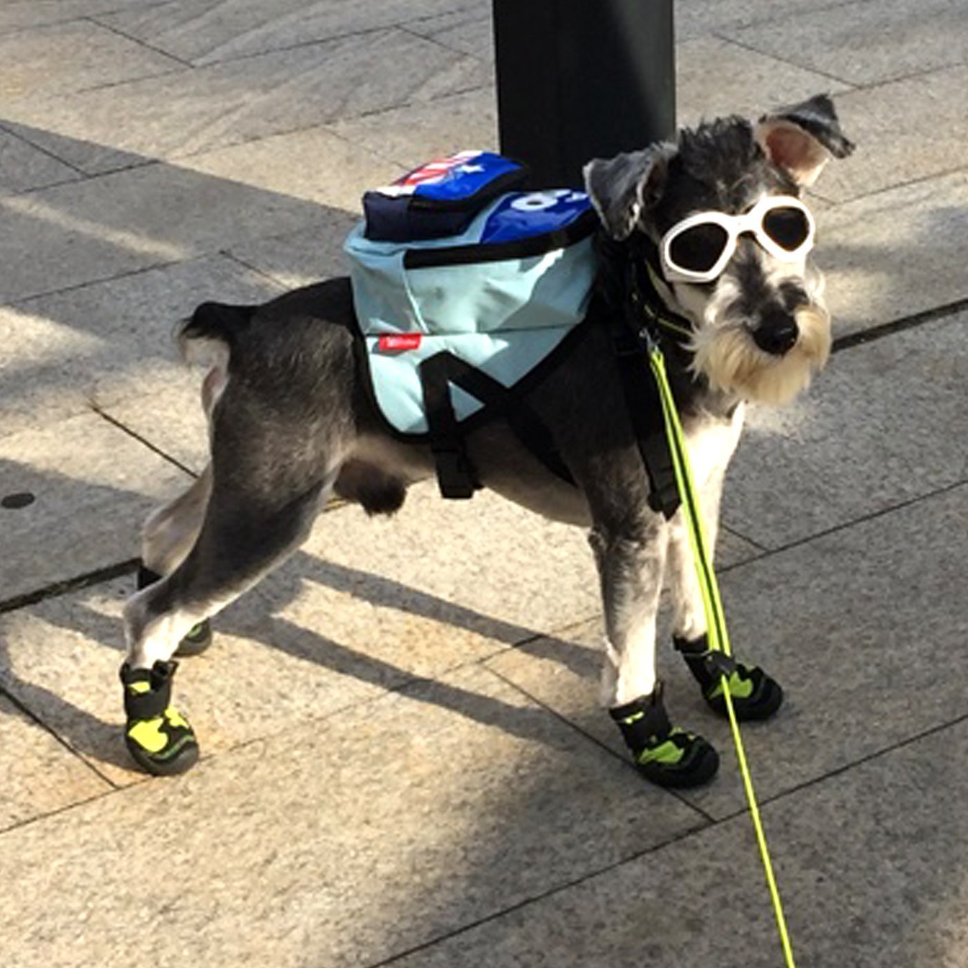 Alfie Pet by Petoga Couture - Larry Sun Glasses for Dogs and Cats 3
