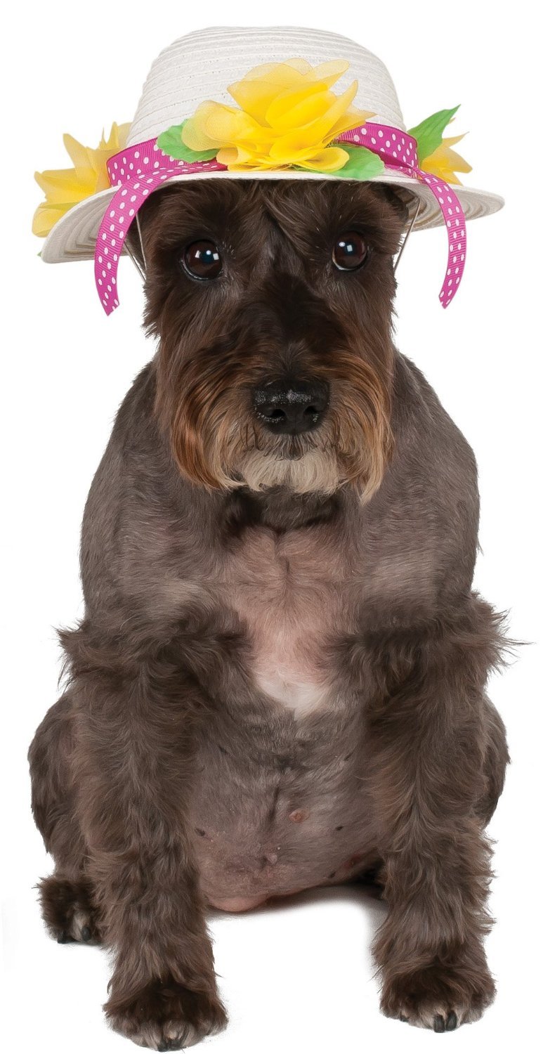 Rubies Costume Company 580326_S-M Kentucky Derby-Easter Bonnet Pet Hat, Small-Medium