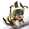 Bee Dog Sweater - Bumble Bee Dog costume coat - Hand knitted X Small dog clothes Medium Large - Different Sizes Available