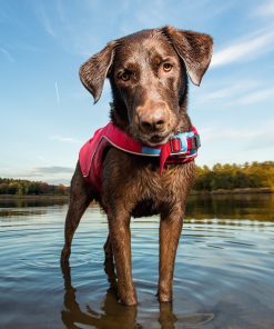 Kurgo Surf N Turf Dog Life Jacket - Lifetime Warranty 3