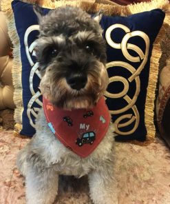 Alfie Pet by Petoga Couture - Cais Bandana 3-Piece Set for Dogs & Cats - 4