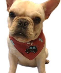Alfie Pet by Petoga Couture - Cais Bandana for Dogs & Cats - Color: Red
