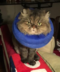 Alfie Pet by Petoga Couture - Carey Inflatable Recovery Collar (for Dogs and Cats) - 9