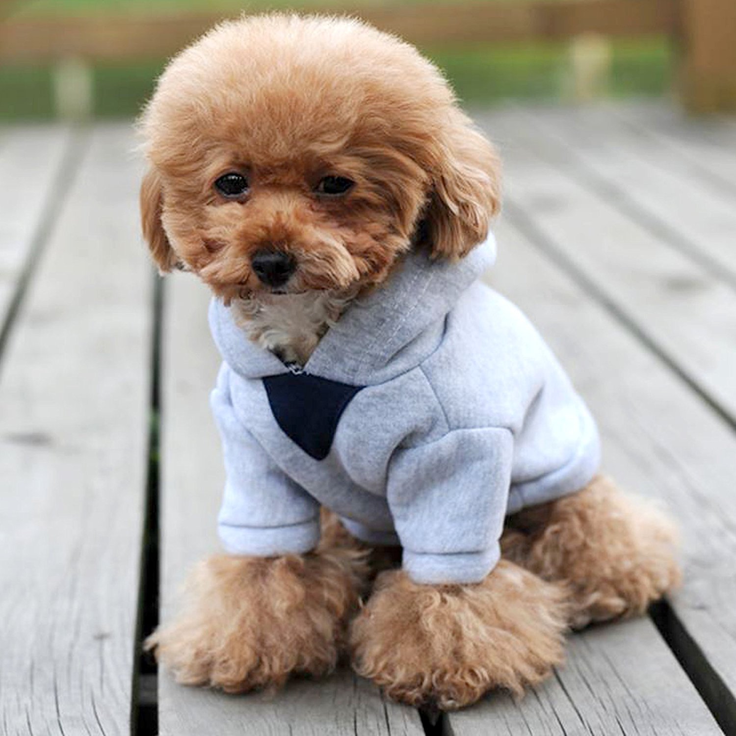 Alfie Pet by Petoga Couture - Wynna All-Season Hoodie 2