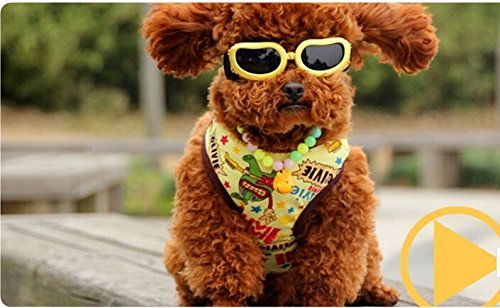 Namsan Fashion Anti-ultraviolet Sunglasses Goggles Waterproof Pet Sunglasses For Cats or Small Dogs 2