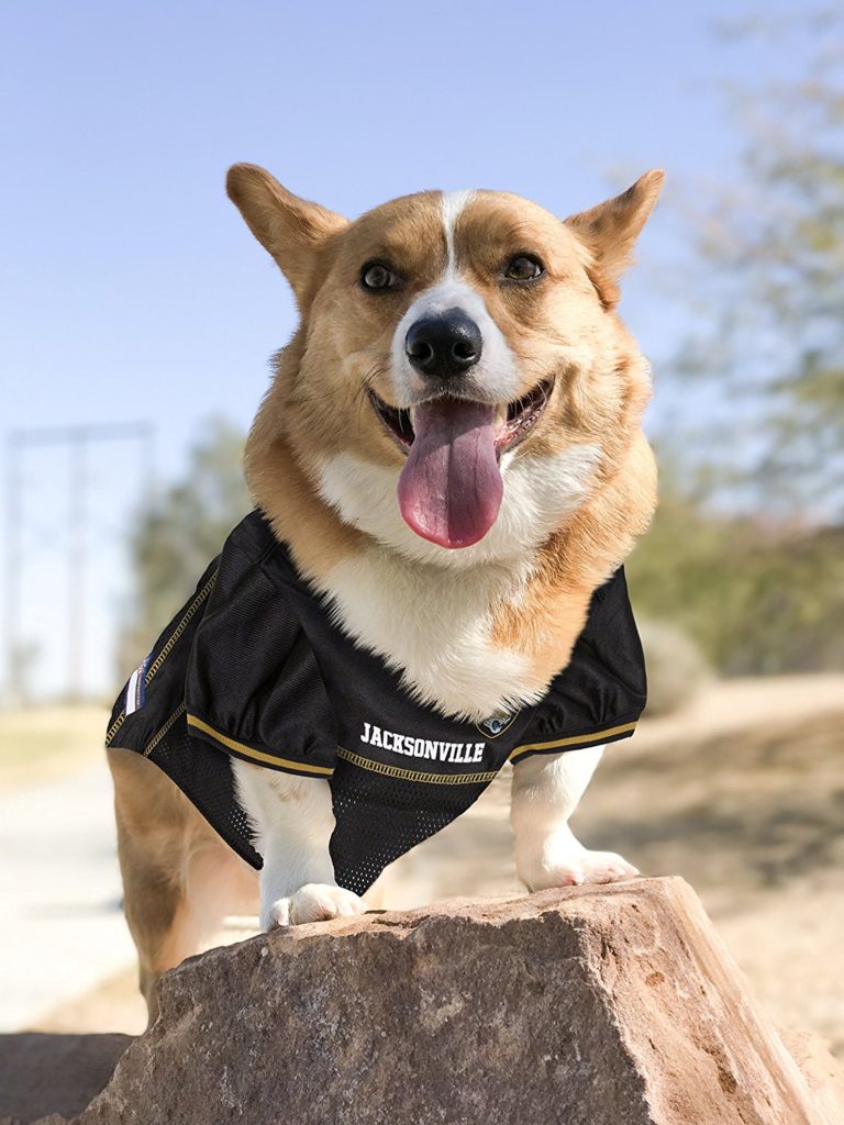 dog jerseys for sale