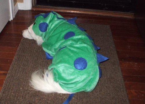 Casual Canine Polyester Dogzilla Dinosaur Dog Costume, X-Small, 8-Inch 2