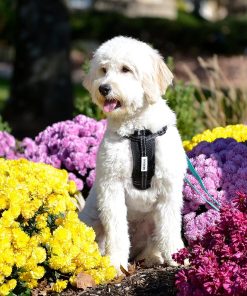 Chest Plate Harness with Adjustable Straps, Reflective, Padded for XX-Small Dogs - Blue - 6