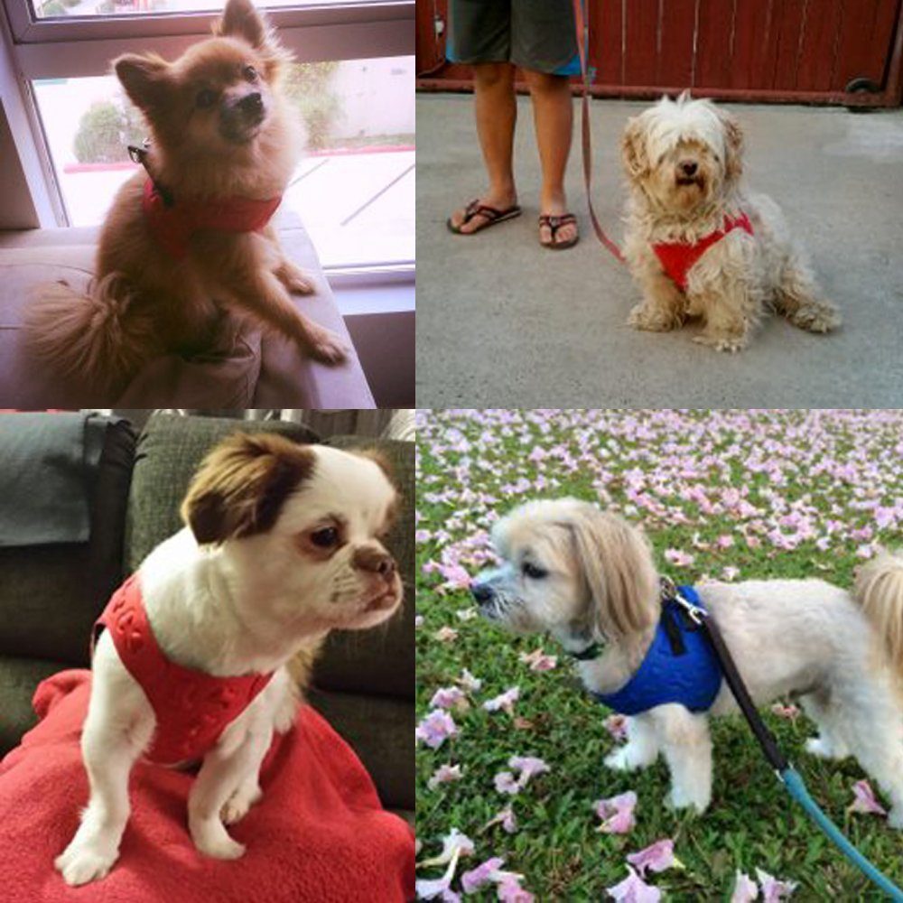 Easy to Put on and Take off Small Dog Harnesses Our small Dog Harness