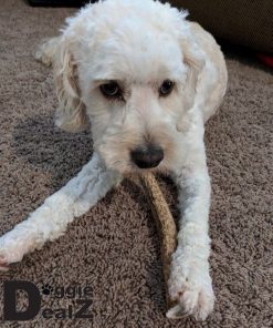 Premium Elk Antlers for Dogs by Doggie Dealz All Natural Antler Dog Chew Organic, Healthy & Long Lasting Dog Treat Wild Sourced in the USA 6